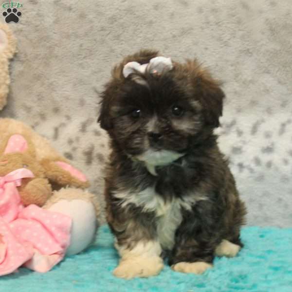 Gina, Teddy Bear Puppy