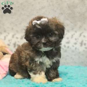 Gina, Teddy Bear Puppy