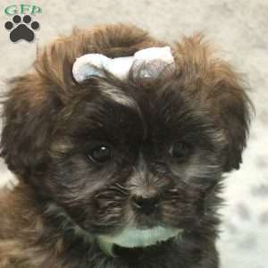 Gina, Teddy Bear Puppy