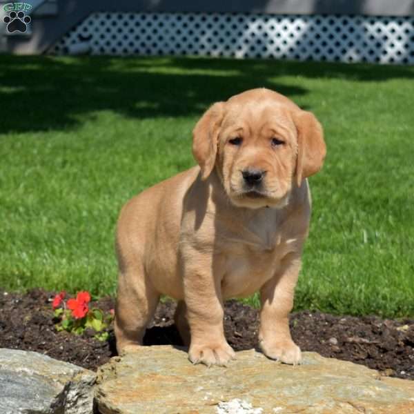 Ginger, Fox Red Labrador Retriever Puppy