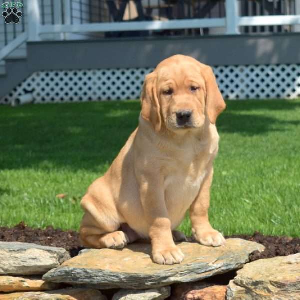Ginger, Fox Red Labrador Retriever Puppy