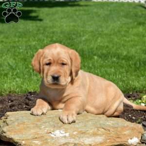 Ginger, Fox Red Labrador Retriever Puppy