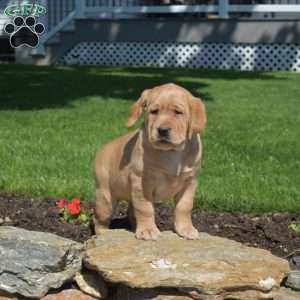 Ginger, Fox Red Labrador Retriever Puppy
