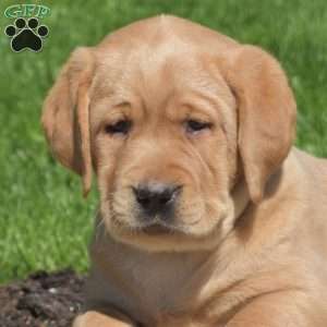 Ginger, Fox Red Labrador Retriever Puppy
