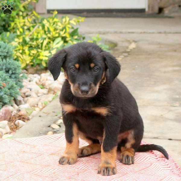 Ginger, English Shepherd Mix Puppy