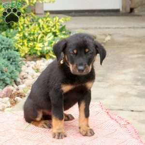 Ginger, English Shepherd Mix Puppy