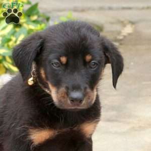 Ginger, English Shepherd Mix Puppy