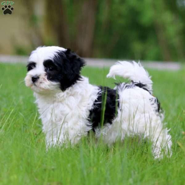 Ginger, Havanese Puppy