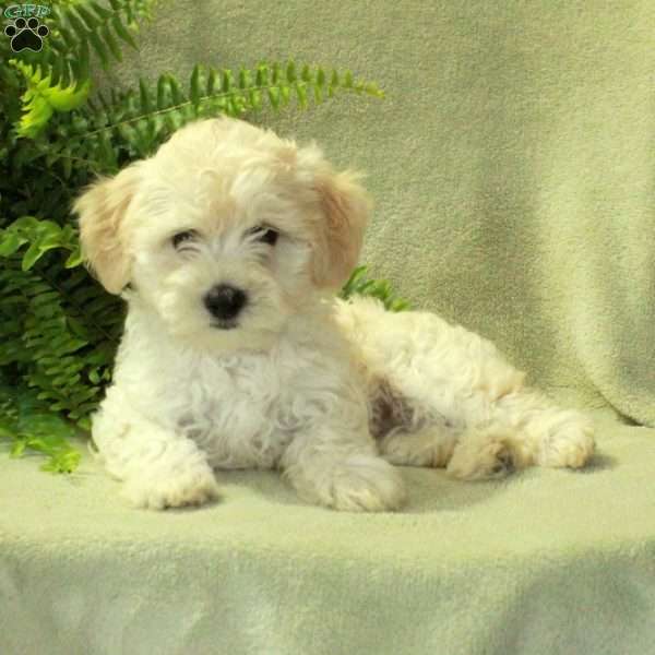 Gizmo, Havapoo Puppy