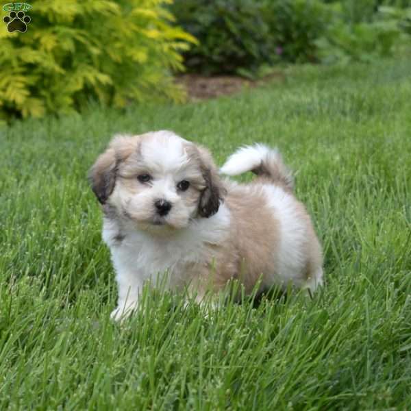Gizmo, Teddy Bear Puppy