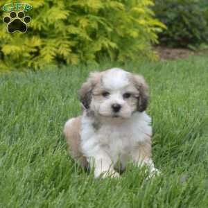 Gizmo, Teddy Bear Puppy