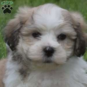 Gizmo, Teddy Bear Puppy