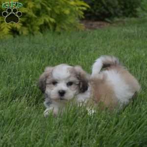 Gizmo, Teddy Bear Puppy