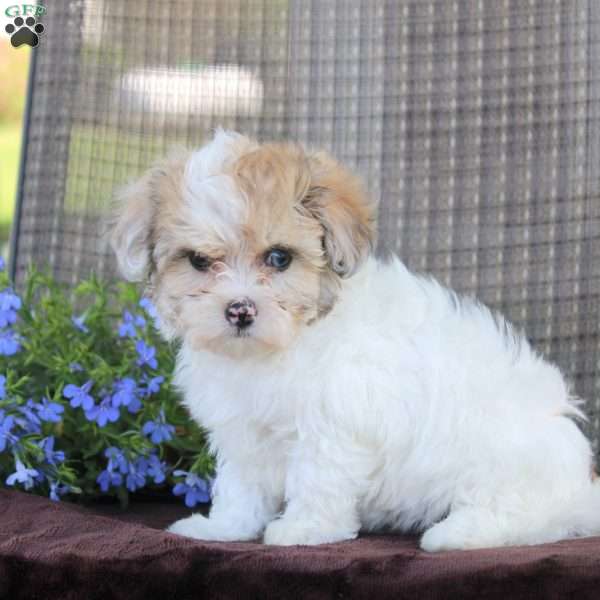 Glorianne, Shih-Poo Puppy