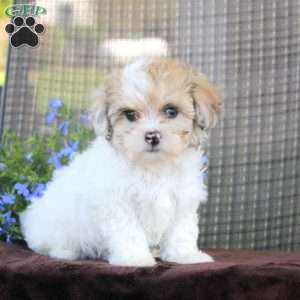 Glorianne, Shih-Poo Puppy