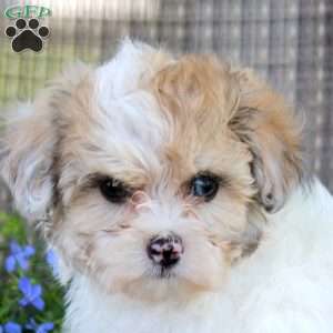 Glorianne, Shih-Poo Puppy