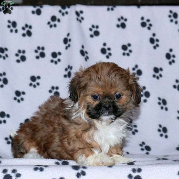 Glory, Shih Tzu Puppy