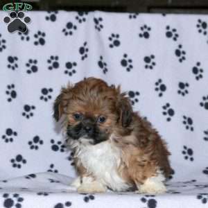 Glory, Shih Tzu Puppy