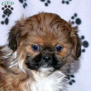 Glory, Shih Tzu Puppy