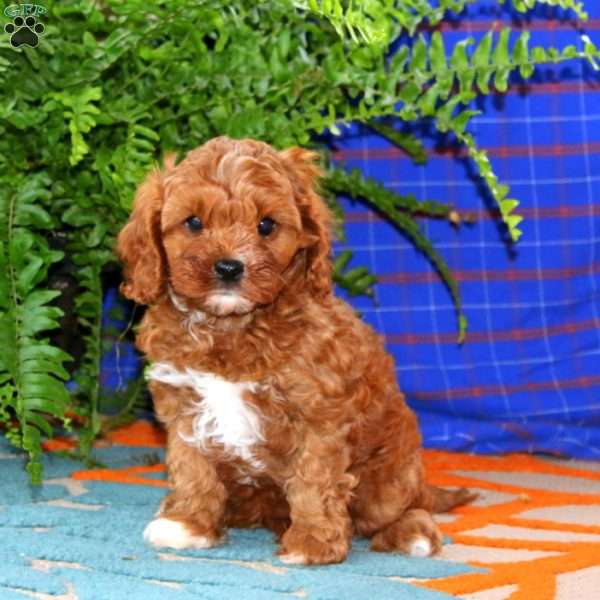 Glow, Cavapoo Puppy