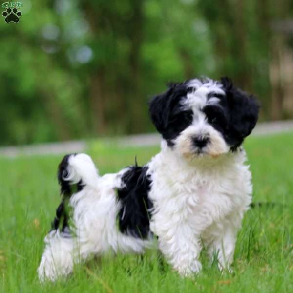 Glow, Havanese Puppy