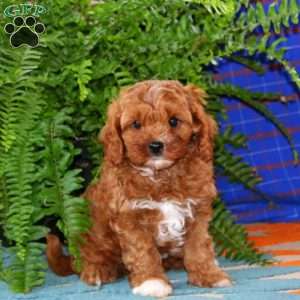 Glow, Cavapoo Puppy