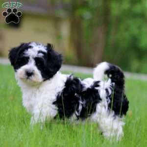 Glow, Havanese Puppy