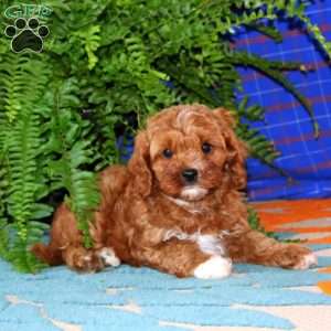 Glow, Cavapoo Puppy