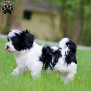 Glow, Havanese Puppy