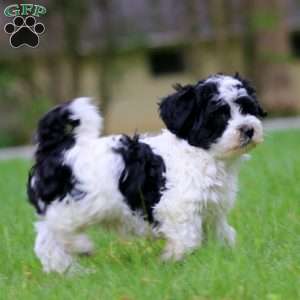 Glow, Havanese Puppy