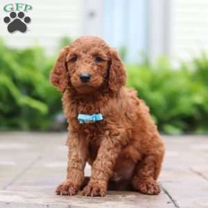 Goji, Goldendoodle Puppy