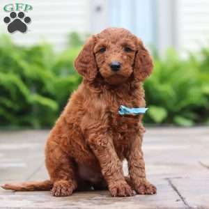 Goji, Goldendoodle Puppy