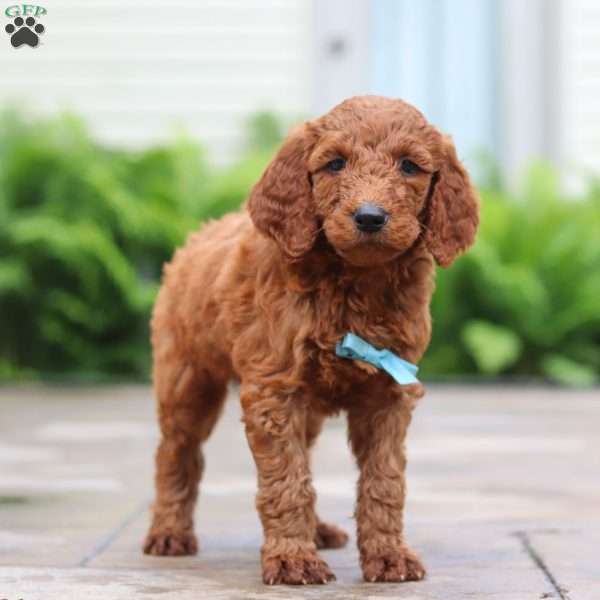 Goji, Goldendoodle Puppy