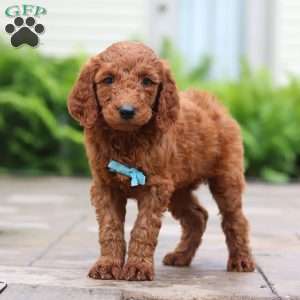 Goji, Goldendoodle Puppy