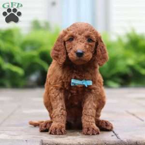 Goji, Goldendoodle Puppy