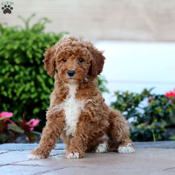 Gold, Miniature Poodle Puppy