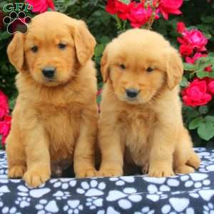 Xavier, Golden Retriever Puppy