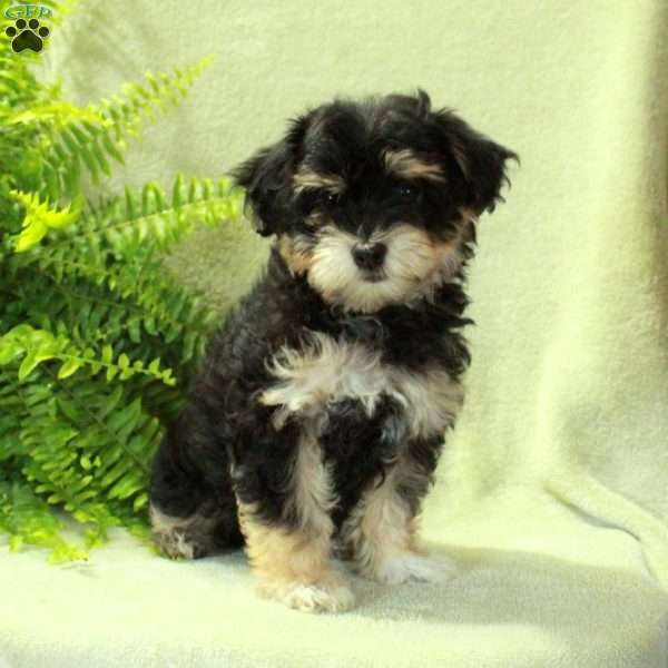 Gordie, Havapoo Puppy