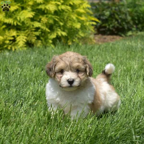 Gordie, Teddy Bear Puppy