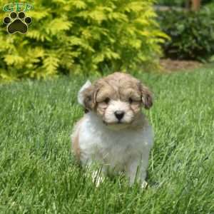 Gordie, Teddy Bear Puppy