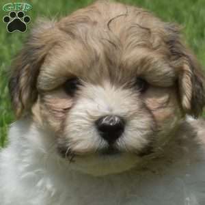 Gordie, Teddy Bear Puppy