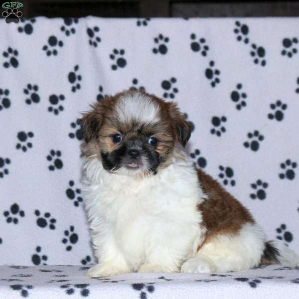 Grace, Shih Tzu Puppy