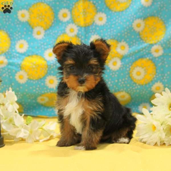 Grace, Yorkie Puppy