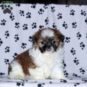 Grace, Shih Tzu Puppy