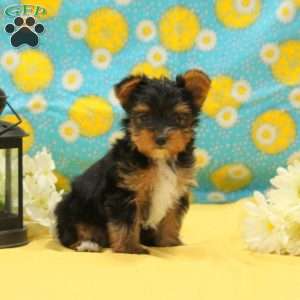 Grace, Yorkie Puppy
