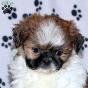 Grace, Shih Tzu Puppy
