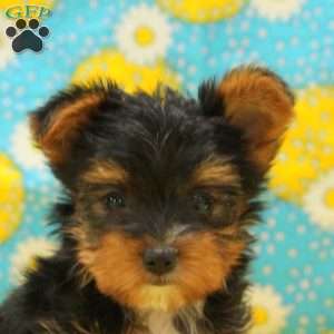 Grace, Yorkie Puppy
