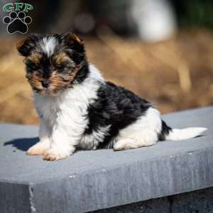 Gracie, Biewer Terrier Puppy