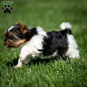 Gracie, Biewer Terrier Puppy