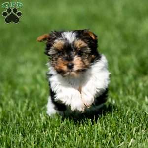 Gracie, Biewer Terrier Puppy